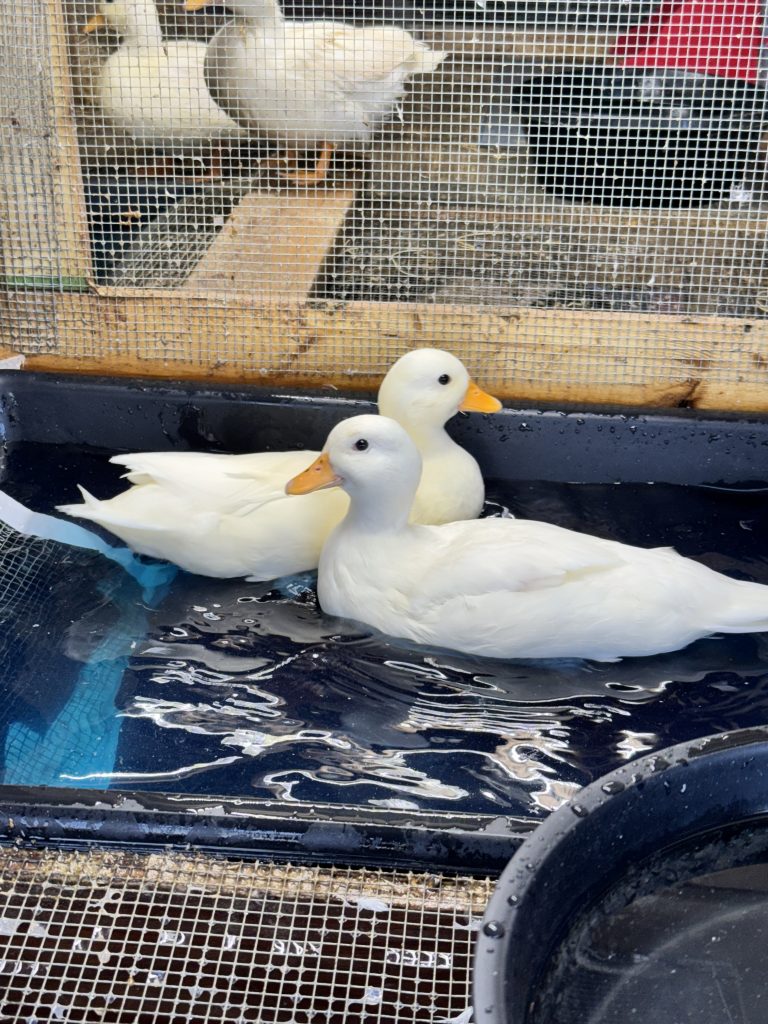 Elsa and Kristoff White Calls