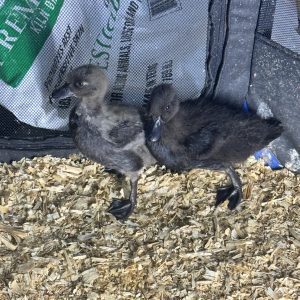 July 2025 Self Black Drake Contact me for information